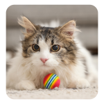 Cat Toys