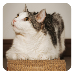 Cardboard scratcher