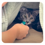 Lickable Cat treats