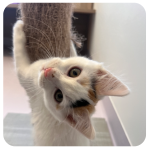 Cat Scratching Post