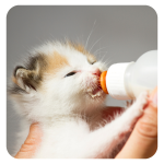 Wombaroo Cat Milk